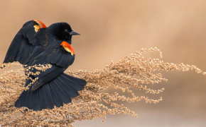 Red Winged Blackbird Wallpapers Full HD 78452