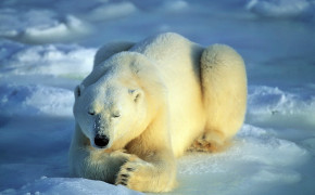 Ice Polar Bear Wallpaper 2560x1440 81119