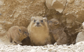 Rock Hyrax Background Wallpapers 78564