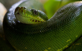 Viper Snake Wallpaper 3840x2160 81838