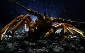 Lobster HD Wallpapers 74542