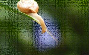 Snail Wallpaper 79644