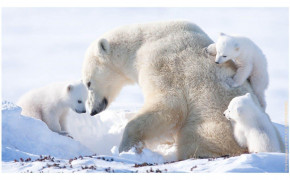White Polar Bear Wallpaper 1600x955 82015