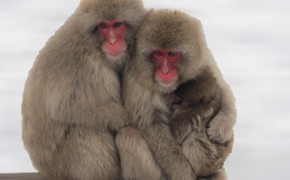 Japanese Macaque High Definition Wallpaper 77140