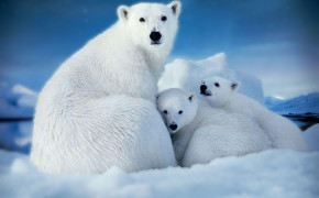 Polar Bear HD Wallpaper 75562
