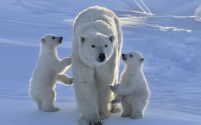 Cute Polar Bear Pics 07777
