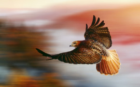 Red Tailed Hawk Best Wallpaper 78421