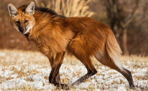 Maned Wolf HD Wallpapers 74913