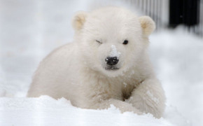 Cute Polar Bear HD Images 07774