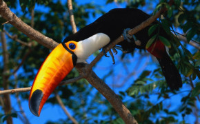 Toco Toucan HD Wallpapers 80683