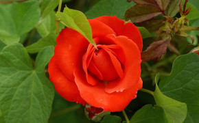 Beautiful Orange Rose Pics 07647