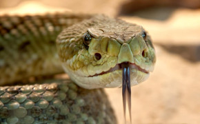 Rattlesnake Desktop HD Wallpaper 78108