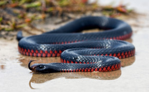 Red Bellied Black Snake Desktop HD Wallpaper 78282