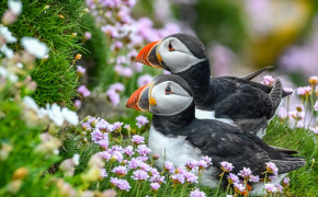 Puffin Background HD Wallpapers 77865