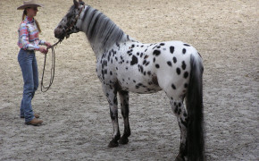 Andalusian Horse HD Wallpaper 76028