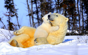 Baby Polar Bear Images 07615