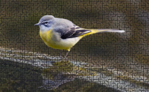 Wagtail Widescreen Wallpapers 75895