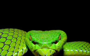 Viper Snake HD Wallpapers 75850