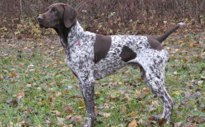 Pointer Dog Background Wallpapers 75516