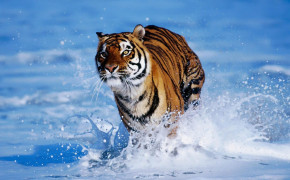 Running Tiger Wallpaper 08089