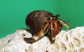 Hermit Crab HD Background Wallpaper 76650