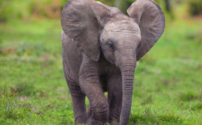 Baby Elephant 07590