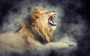 Roaring Lion Desktop HD Wallpaper 78551
