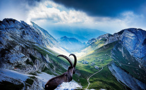 Mountain Goat Wallpaper 2560x1600 81331