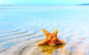 Starfish Wallpaper HD 79997