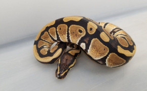 Python Snake HD Wallpapers 75657