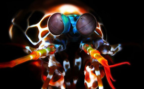 Mantis Shrimp Best Wallpaper 74944