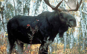 Moose Background Wallpaper 75194