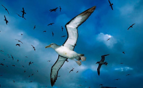 Albatross Background Wallpapers 73488