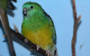 Red Rumped Parrot Widescreen Wallpapers 78397