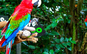 Red And Green Macaw Wallpaper 78259