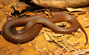 Tiger Snake HD Wallpapers 80634