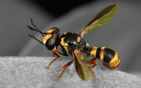 Hoverfly Background Wallpaper 76832
