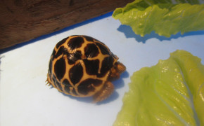 Indian Star Tortoise HD Wallpaper 76996