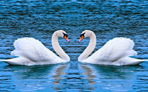 Mute Swan Widescreen Wallpapers 75351