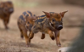 Red River Hog Background HD Wallpapers 78210