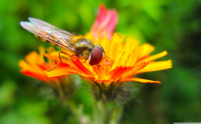 Hoverfly HQ Background Wallpaper 76844