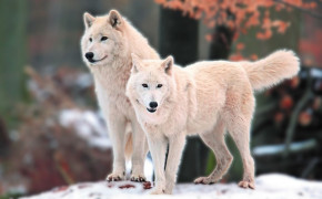 Arctic Wolf HD Wallpapers 73975