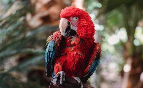 Military Macaw HQ Background Wallpaper 75074