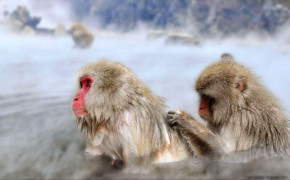 Japanese Macaque Background Wallpaper 77129