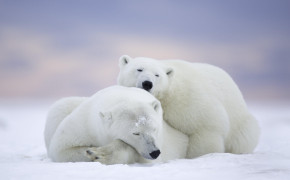Ice Polar Bear Wallpaper 3840x2160 81130