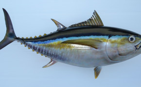 Tuna Fish Wallpaper 2084x1017 81768
