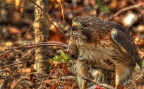 Red Tailed Hawk Widescreen Wallpapers 78435