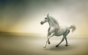 Beautiful White Horse Images 07655