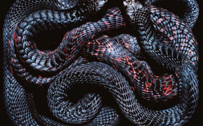Viper Snake Wallpaper 1920x1200 81799