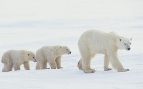 Baby Polar Bear Photos 07616